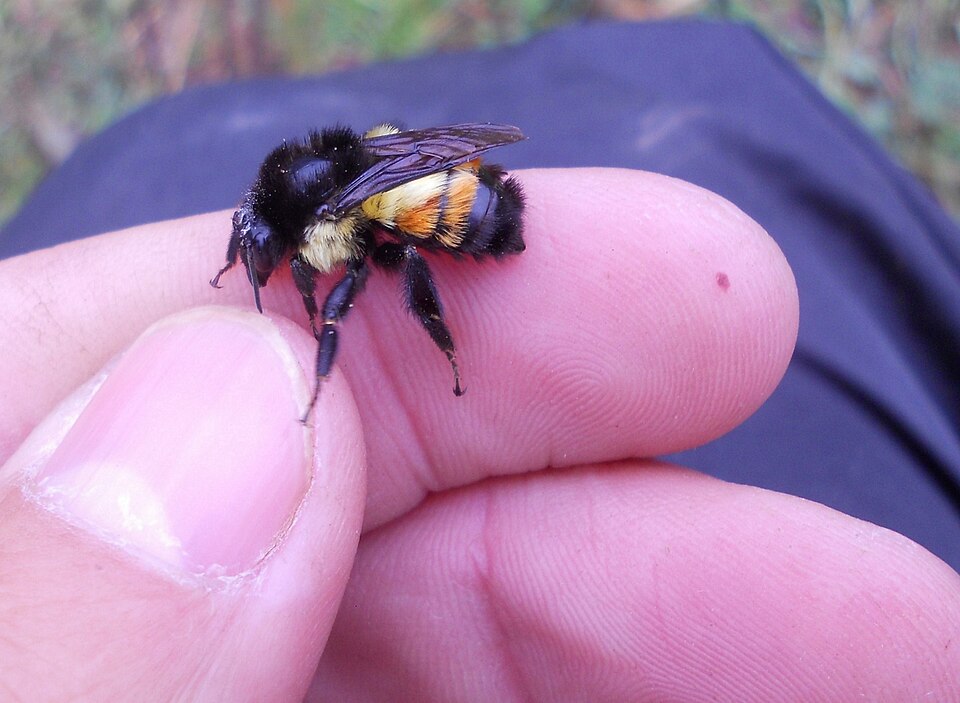 Photo of Mesoamerican bumble bee