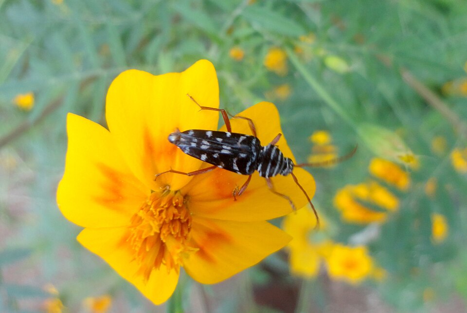 Photo of Mesquite borer