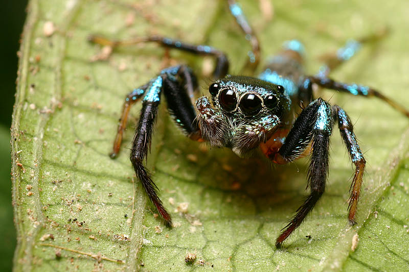 Photo of Metallic blue jumper
