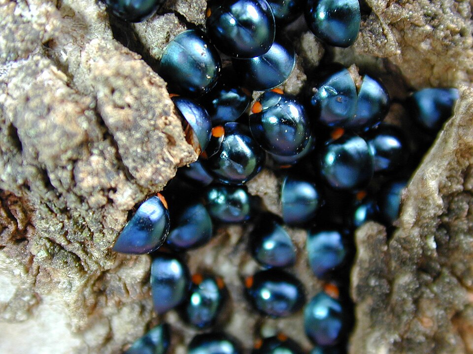 Photo of Metallic blue lady beetle