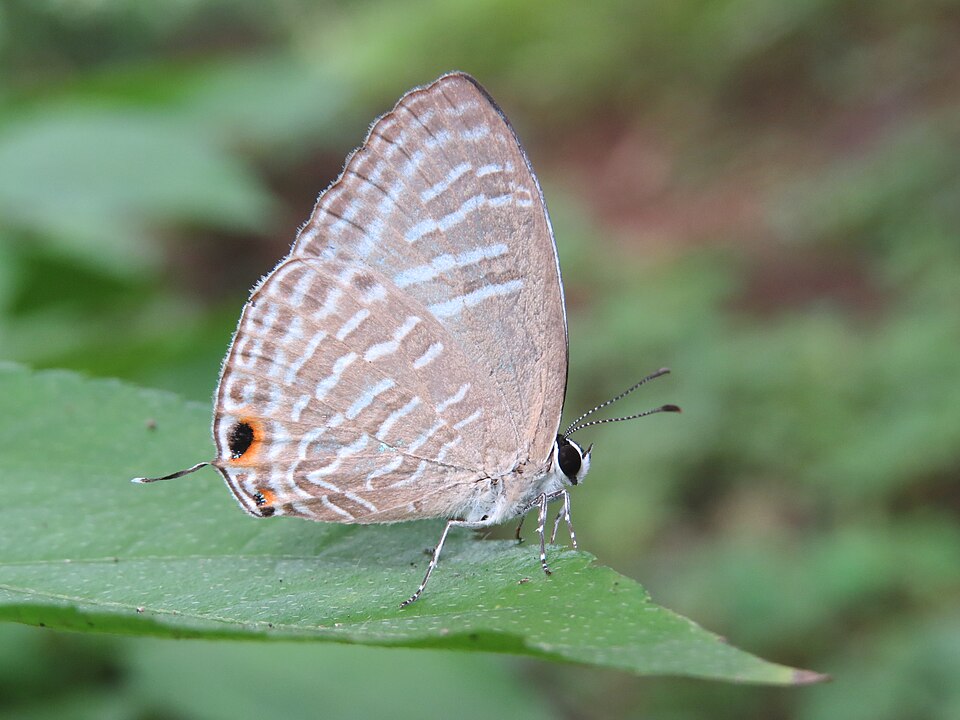 Photo of Metallic cerulean