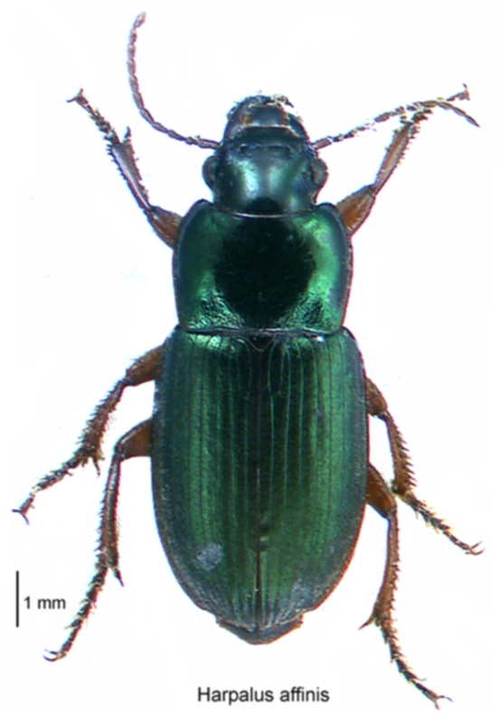Photo of Metallic harpalus