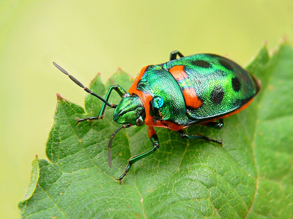 Photo of Metallic shield bug