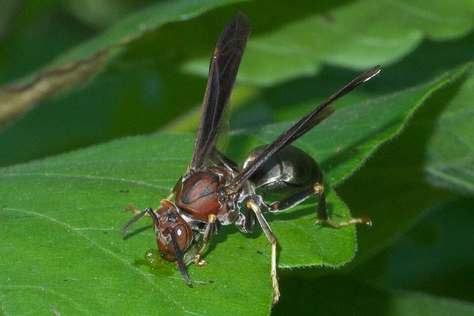 Photo of Metric paper wasp