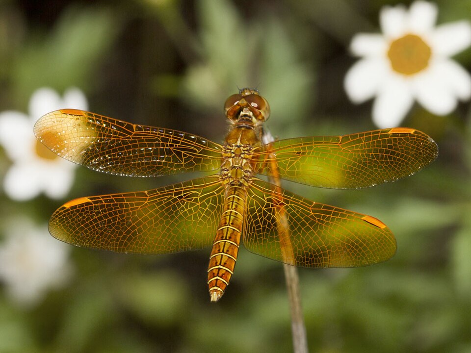 Photo of Mexican amberwing