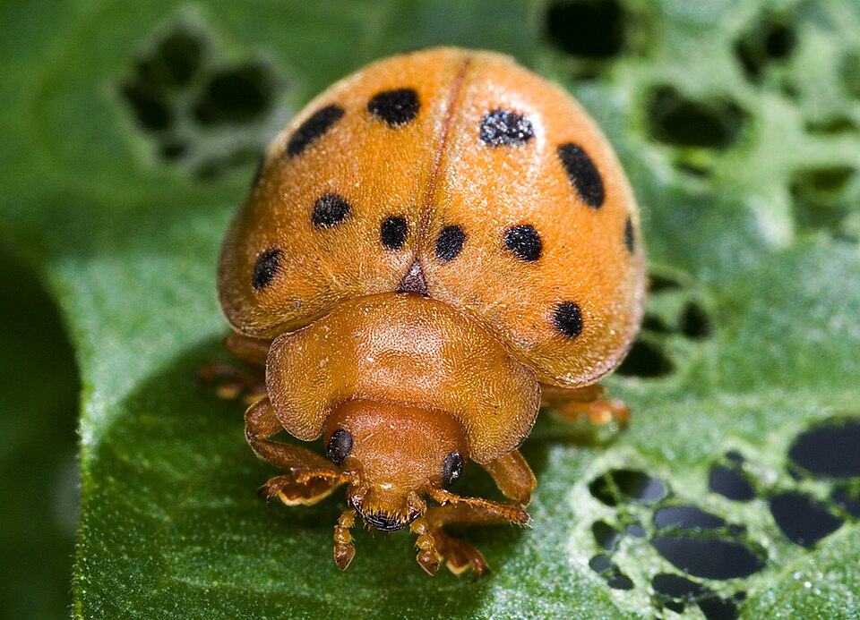 Photo of Mexican bean beetle