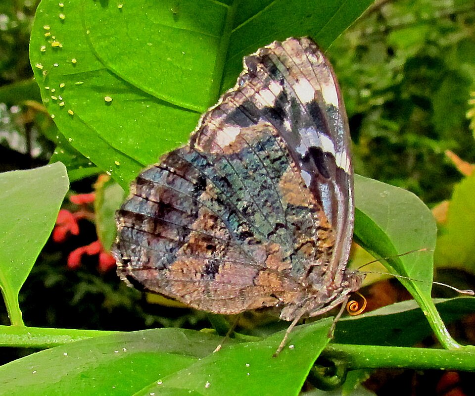 Photo of Mexican bluewing