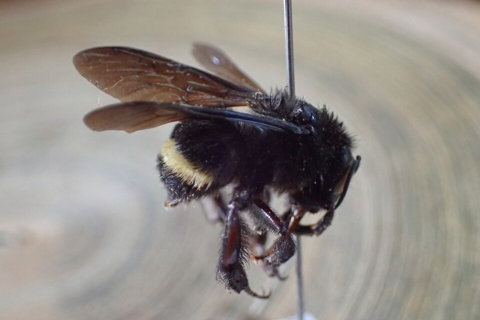 Photo of Mexican bumble bee