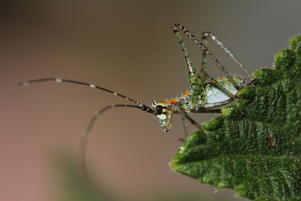Photo of Mexican bush katydid
