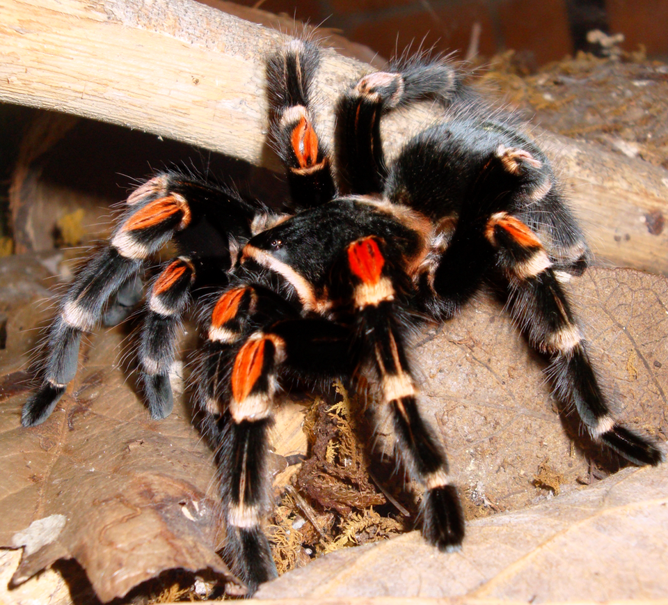 Photo of Mexican flame knee tarantula