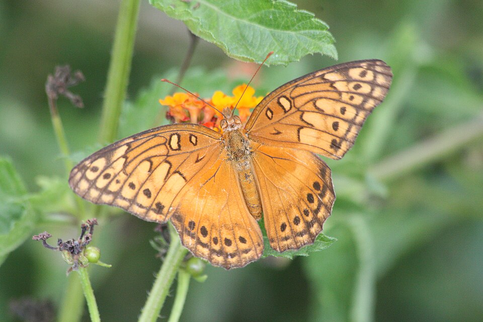Photo of Mexican fritillary