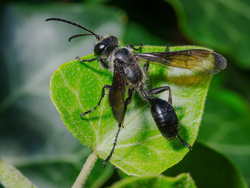 Photo of Mexican grass-carrying wasp