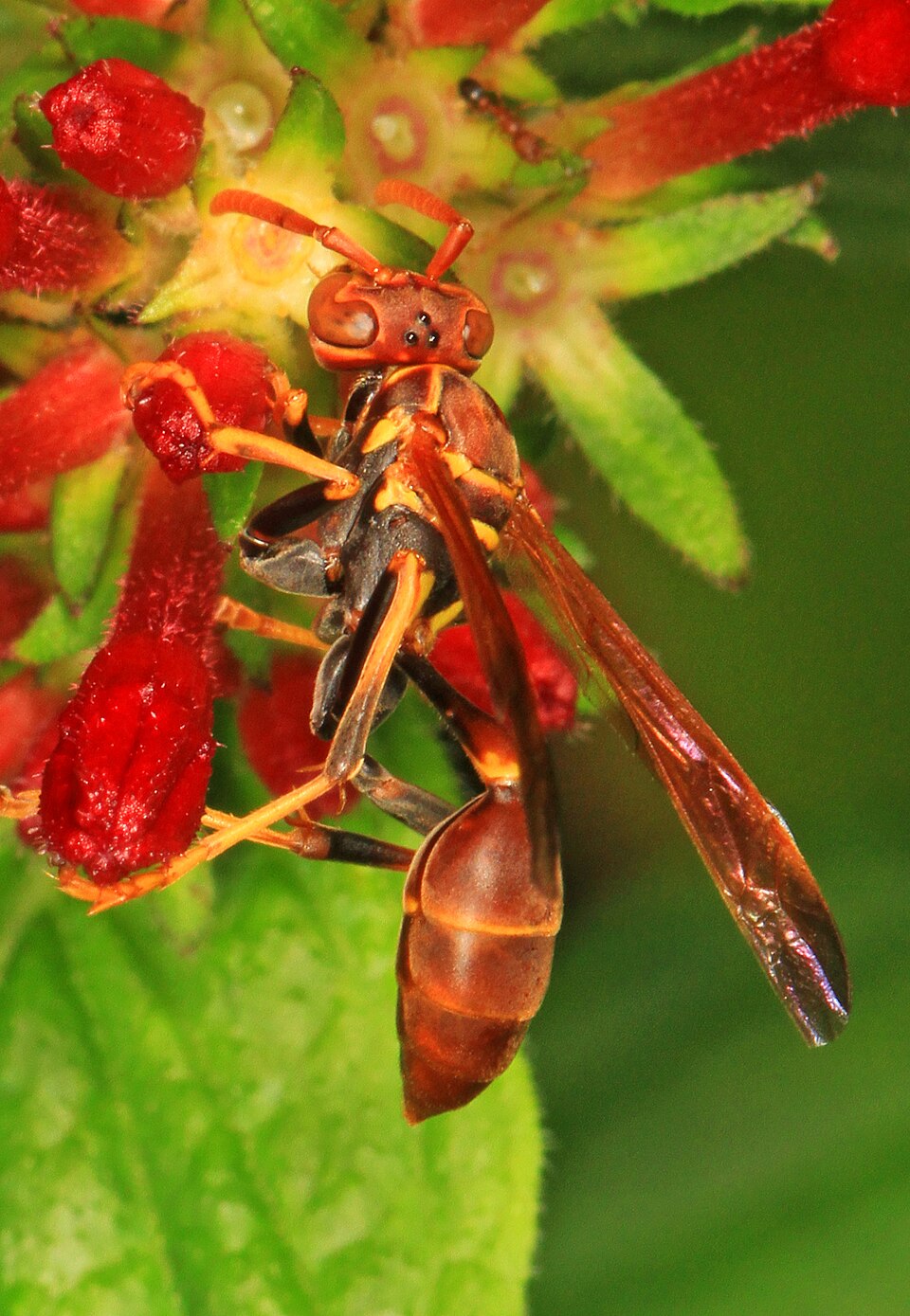 Photo of Mexican paper wasp