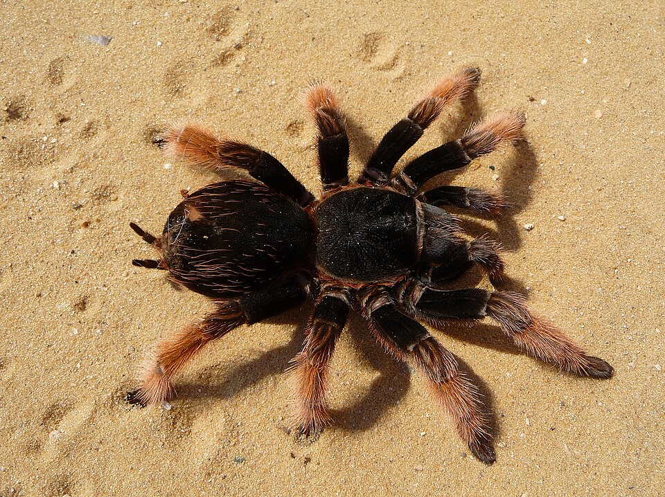Photo of Mexican pink tarantula