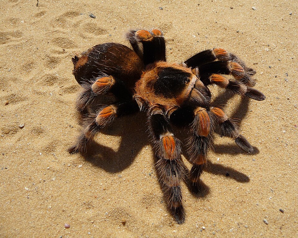 Photo of Mexican redknee tarantula