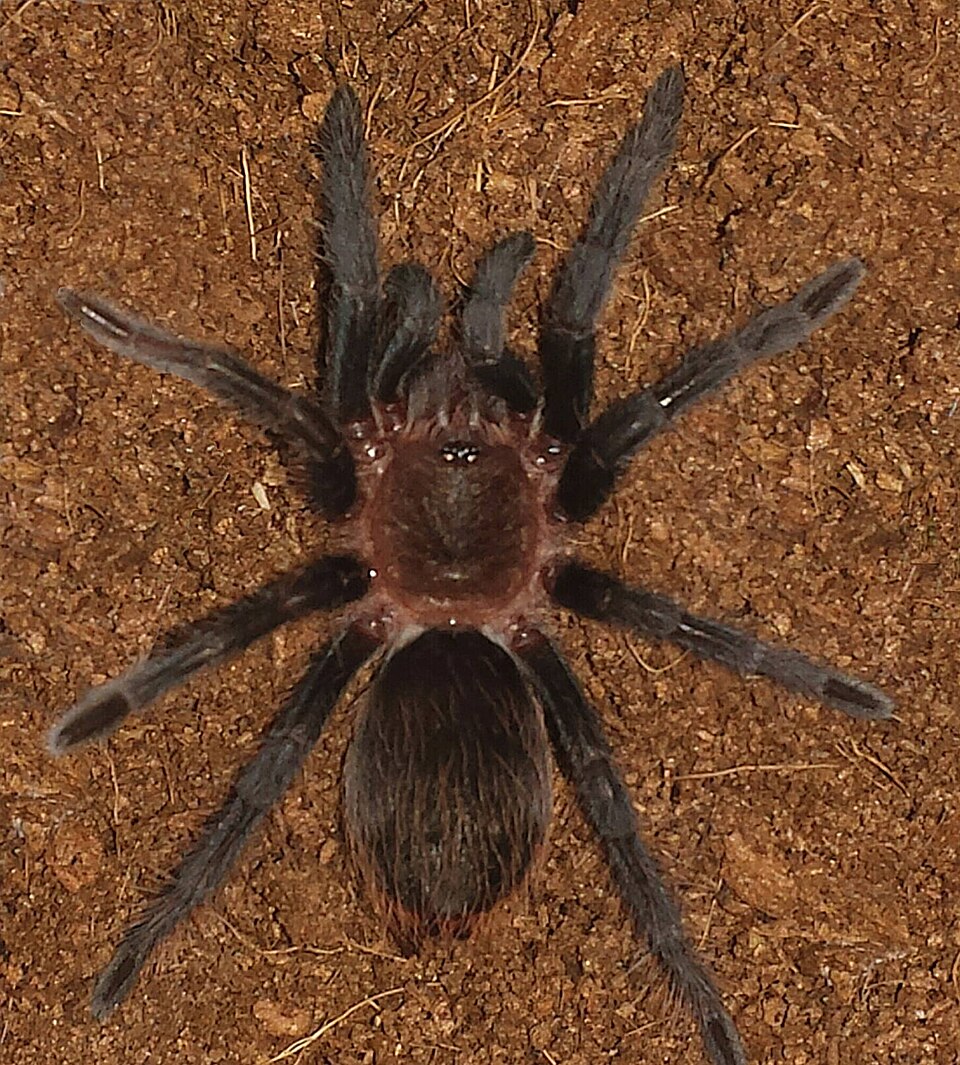 Photo of Mexican rose-gray tarantula