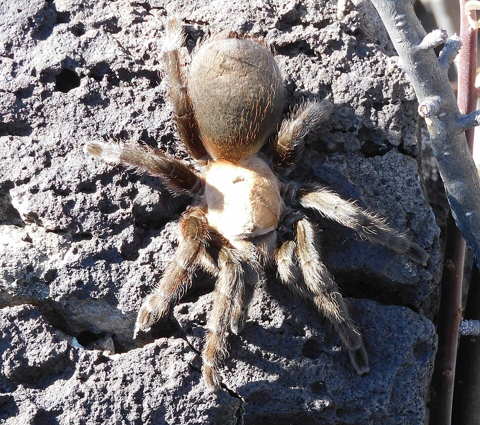 Photo of Mexican rose tarantula