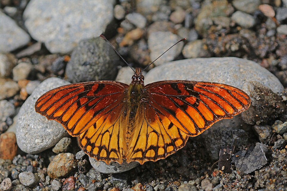 Photo of Mexican silverspot