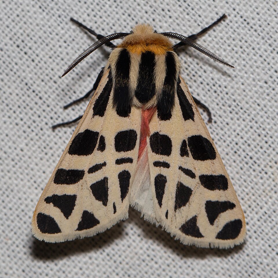 Photo of Mexican tiger moth