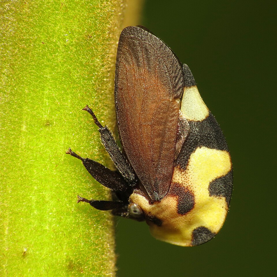 Photo of Mexican treehopper