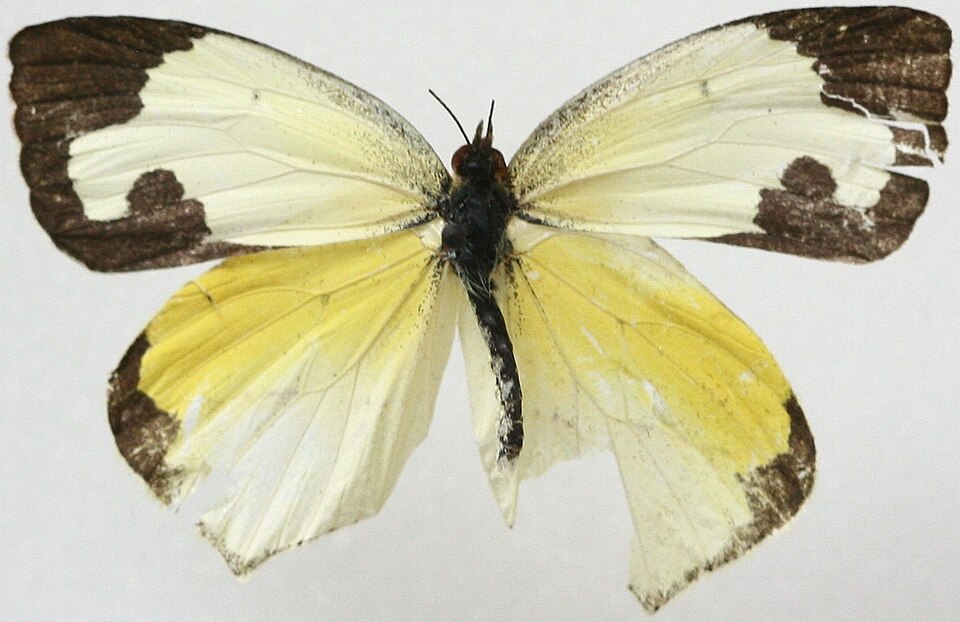 Photo of Mexican yellow