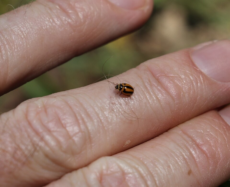 Photo of Striped ladybird