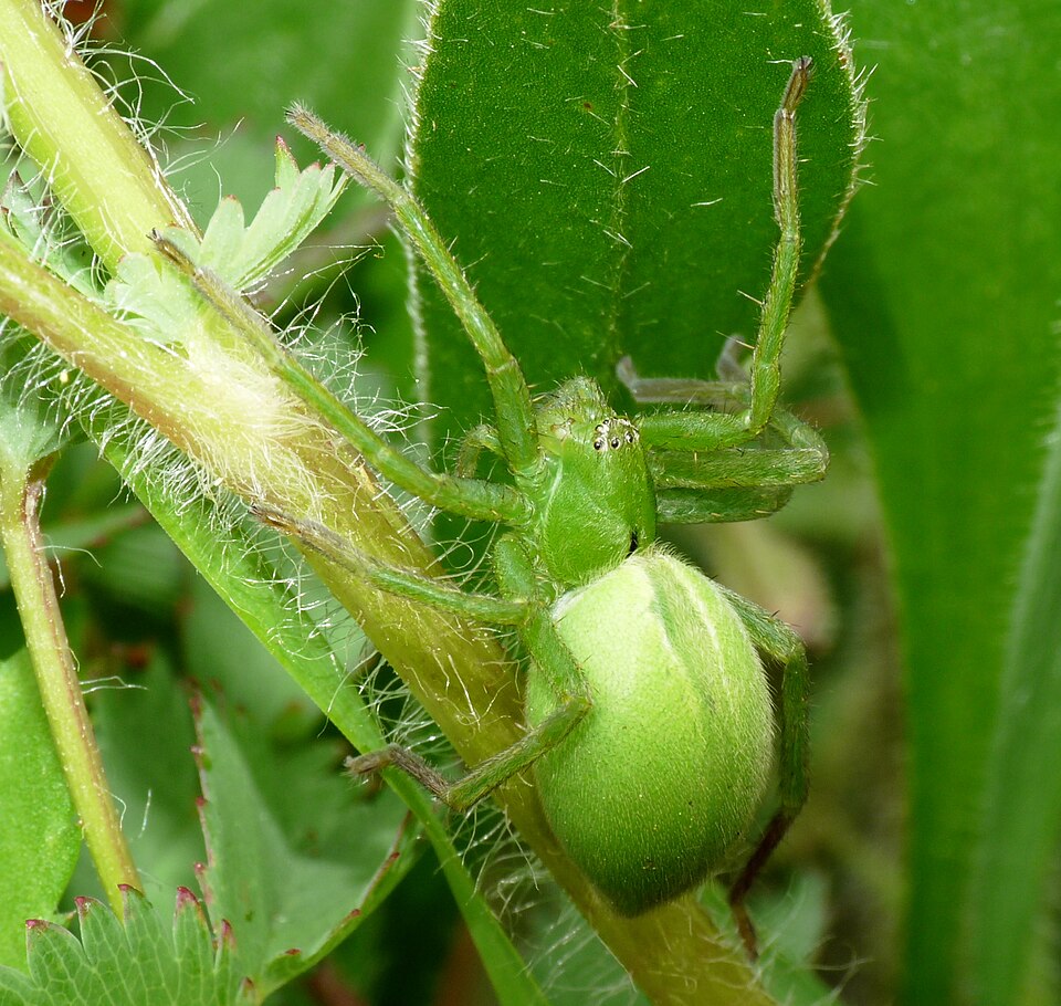Photo of Green huntsman spider