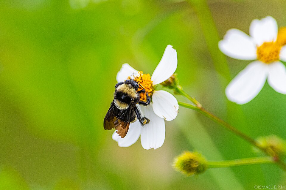 Photo of Middle-striped bumble bee