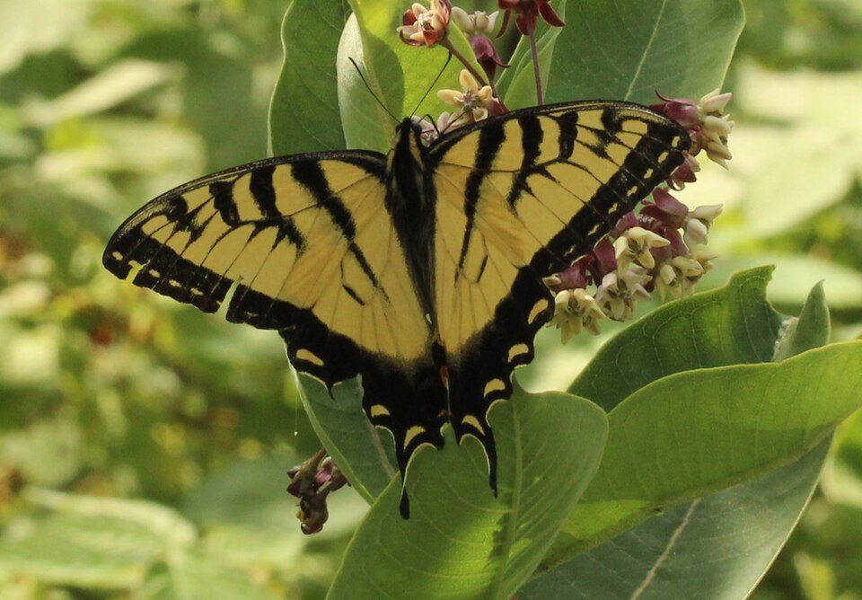 Photo of Midsummer tiger swallowtail