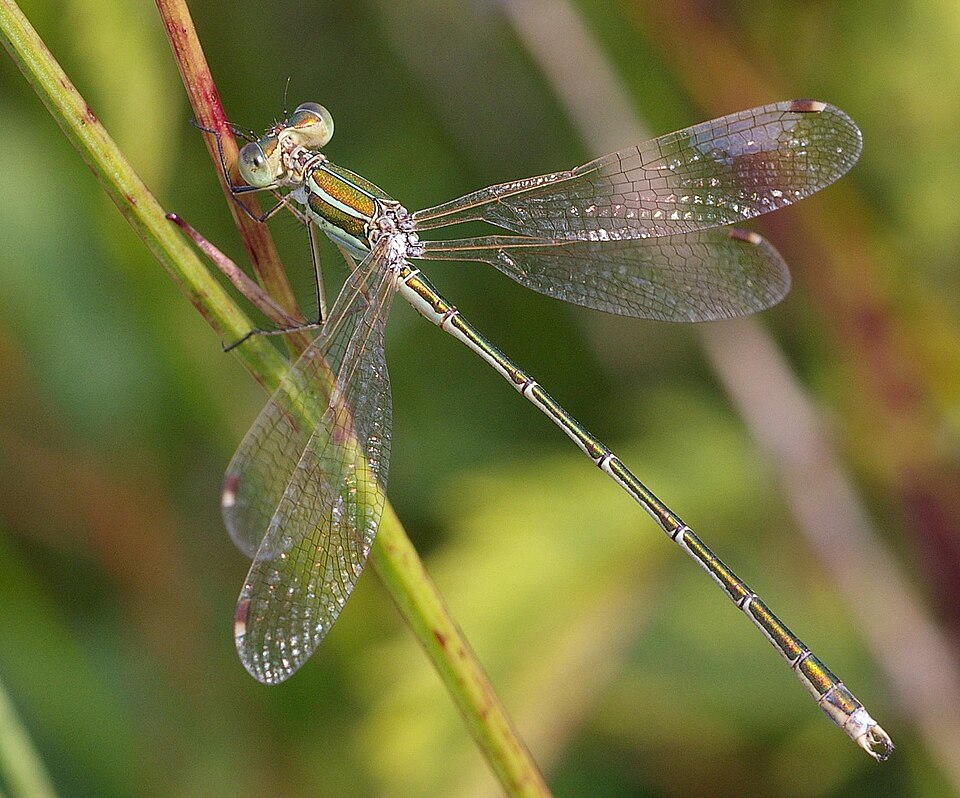 Photo of Migrant spreadwing