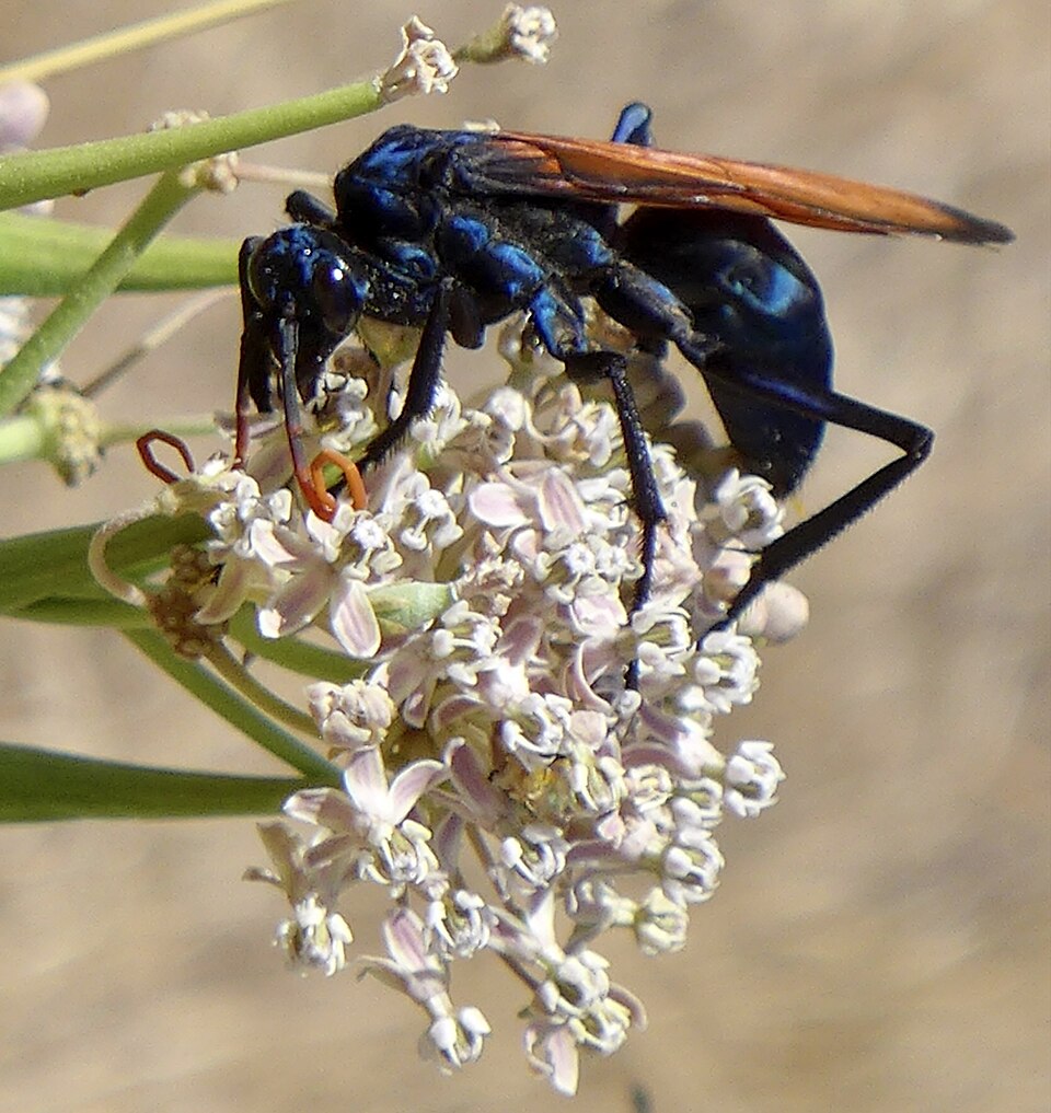 Photo of Milde's tarantula-hawk wasp