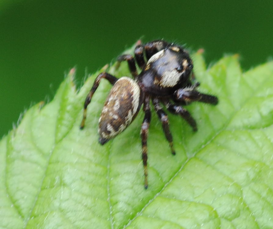 Photo of Mile End jumping spider
