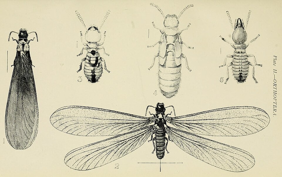 Photo of Milk termite