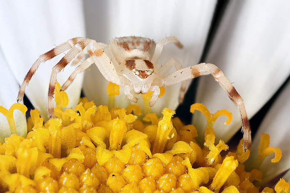 Photo of Milky flower spider