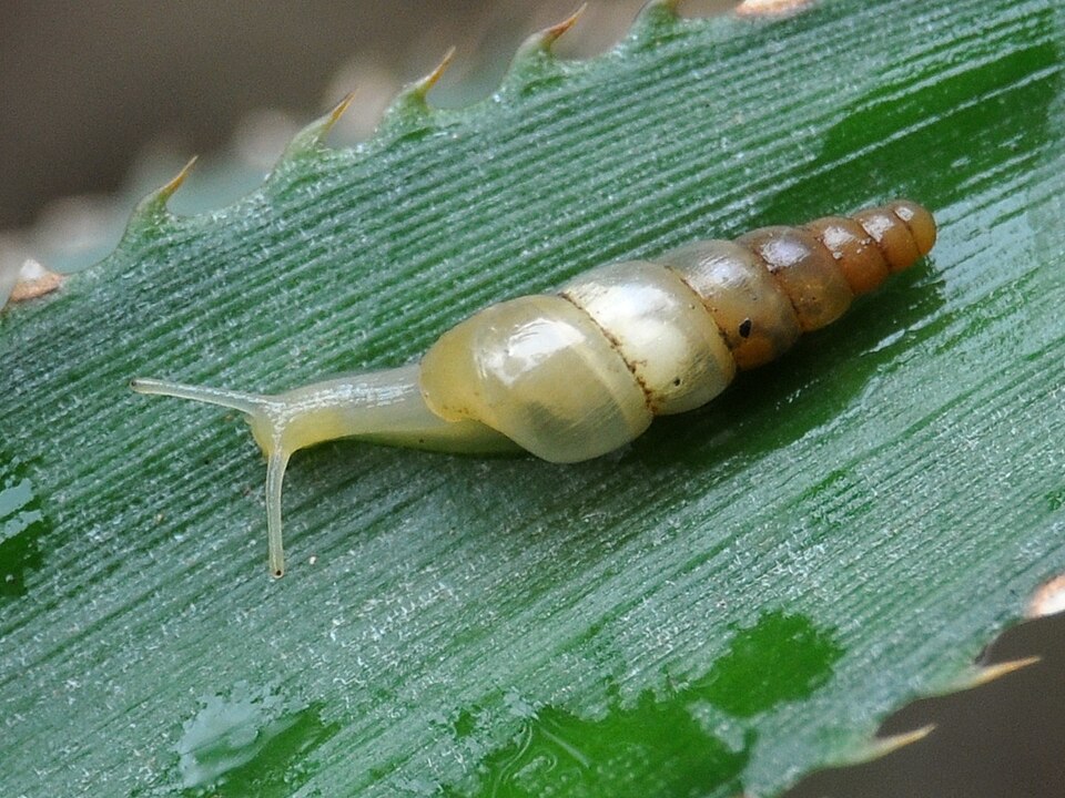 Photo of Miniature awlsnail