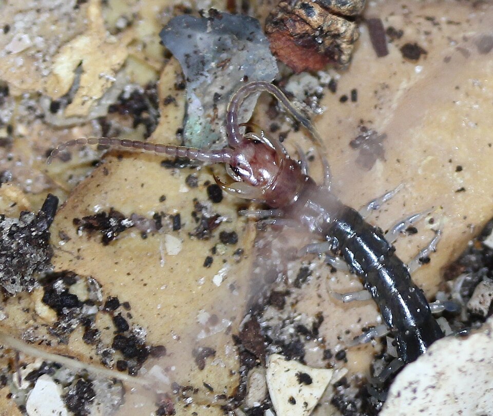 Photo of Minor blueleg centipede