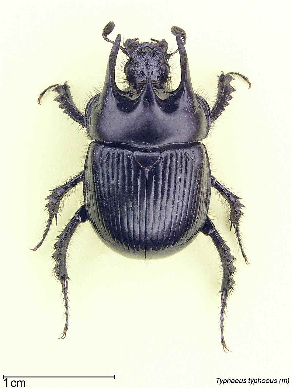 Photo of Minotaur beetle