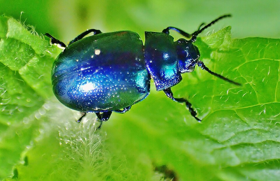 Photo of Mint beetle