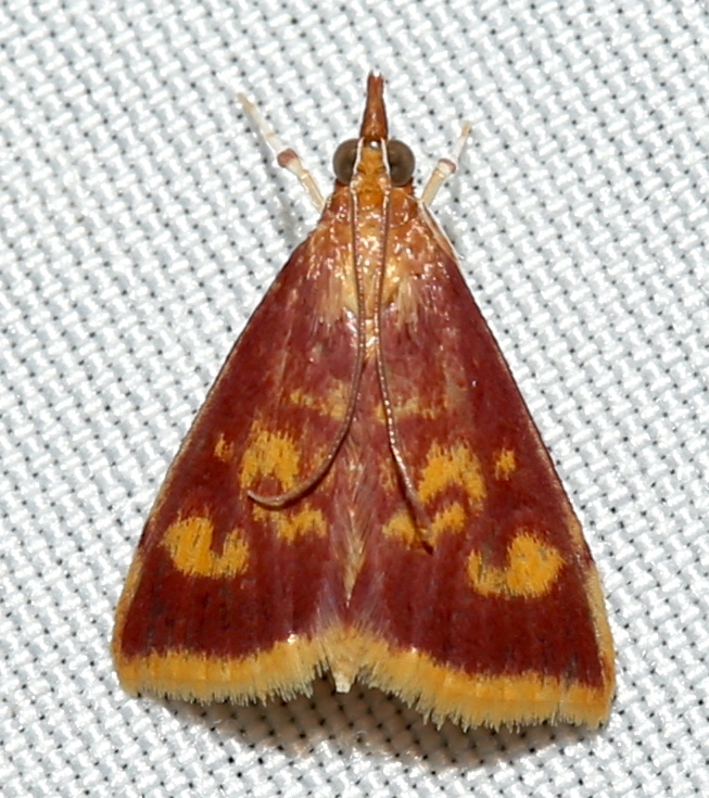 Photo of Mint-loving pyrausta moth