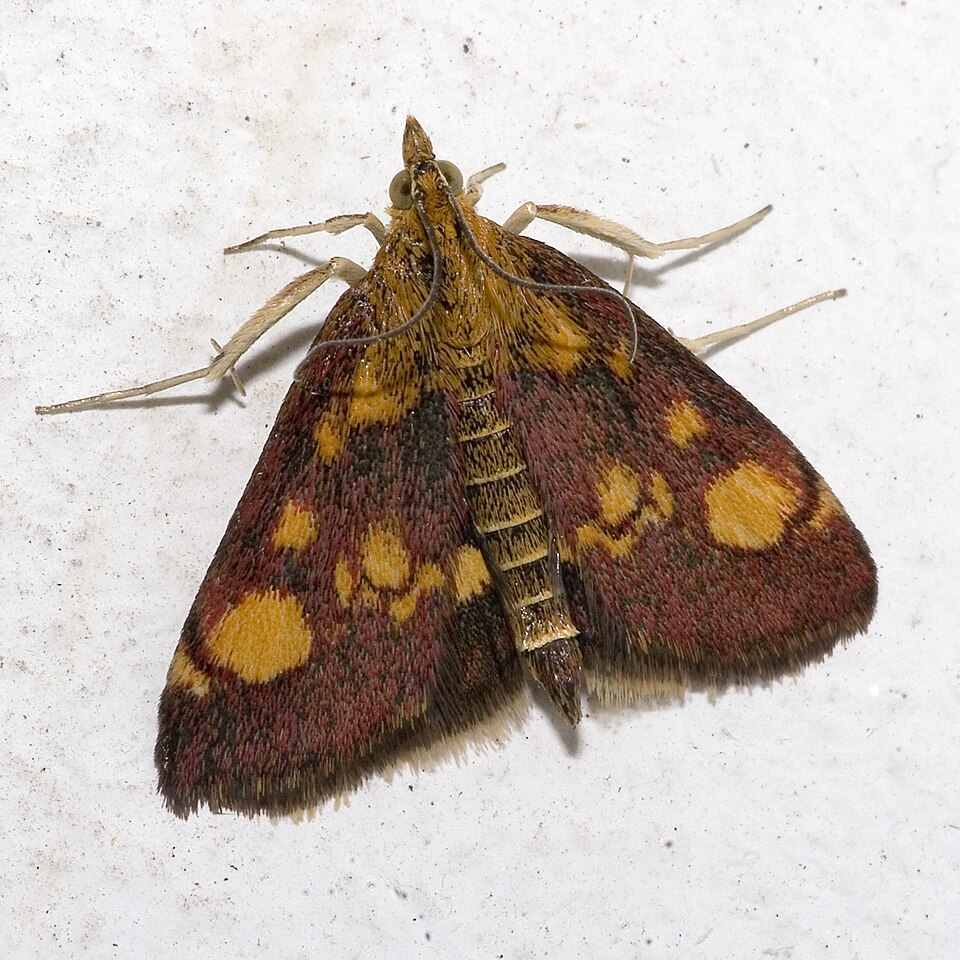 Photo of Mint moth