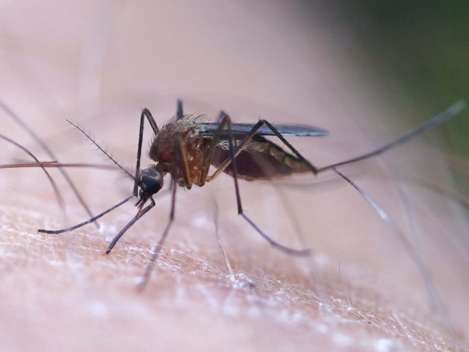 Photo of Minute floodwater mosquito