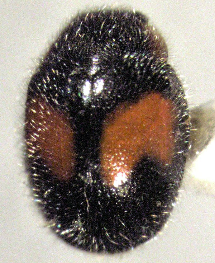 Photo of Minute two-spotted ladybird