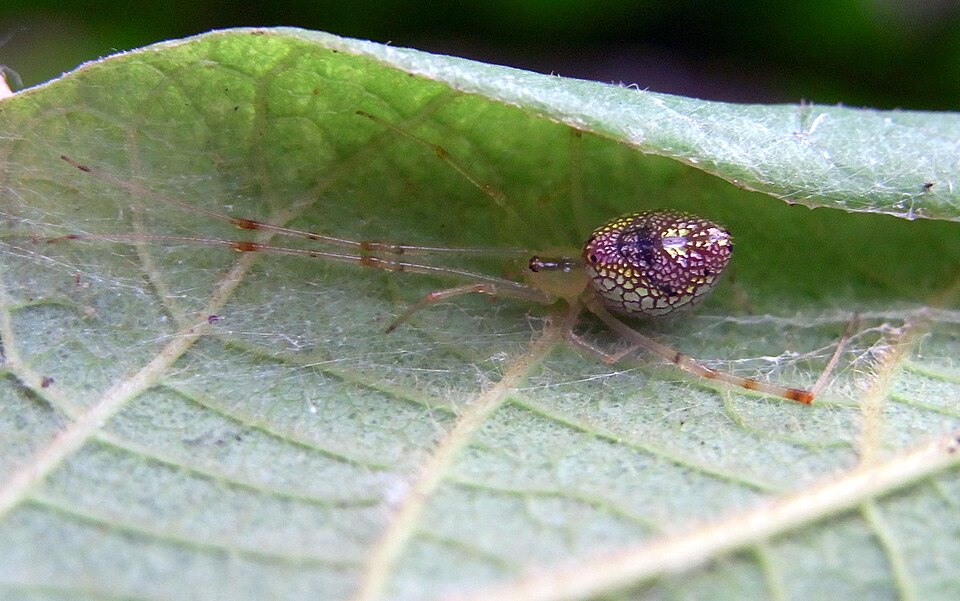 Photo of Mirror spider