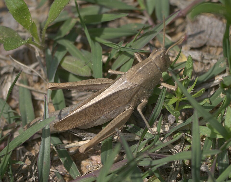 Photo of Mischievous bird grasshopper