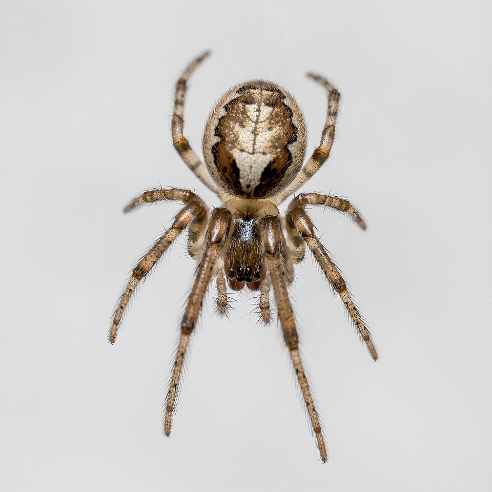 Photo of Missing sector orb-weaver