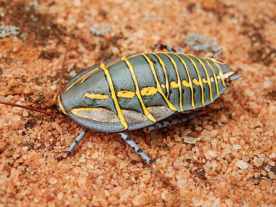 Photo of Mitchell's diurnal cockroach