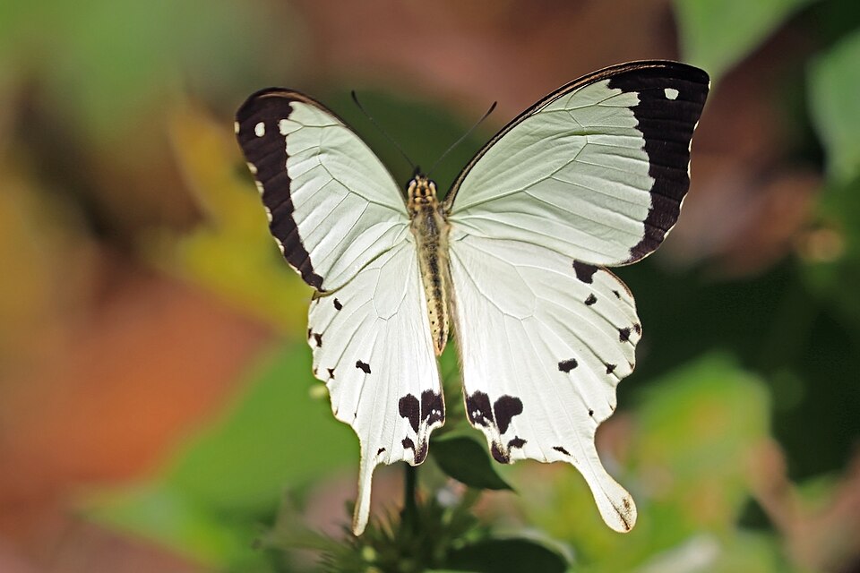 Photo of Mocker swallowtail