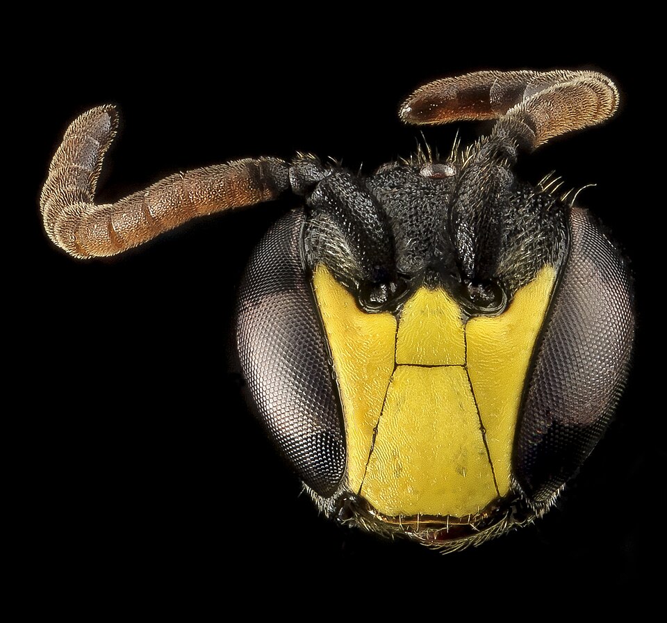 Photo of Modest masked bee