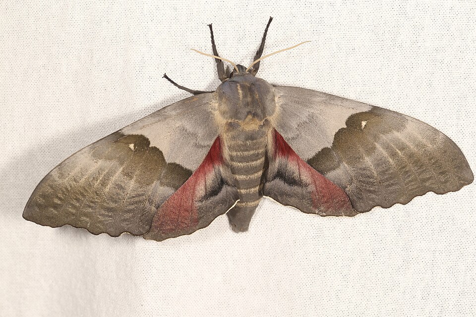 Photo of Modest sphinx