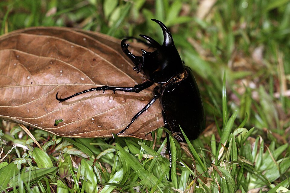 Photo of Moellenkampi beetle
